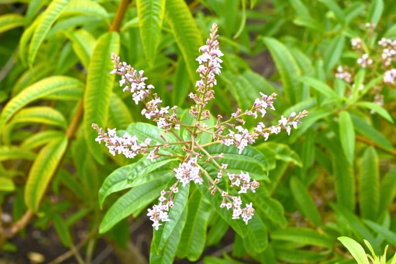 Una de las plantas que debes tener para quitar hormigas. Créditos: Meteored.