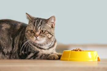 La verdadera razón por la que tu gato no come la comida que compras