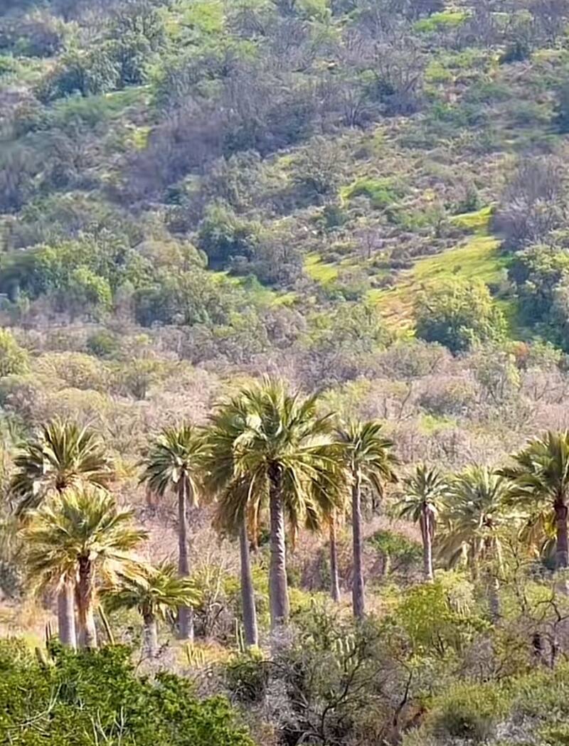 Hay más de 70 mil ejemplares de palma chilena. Créditos: @martinhowardg