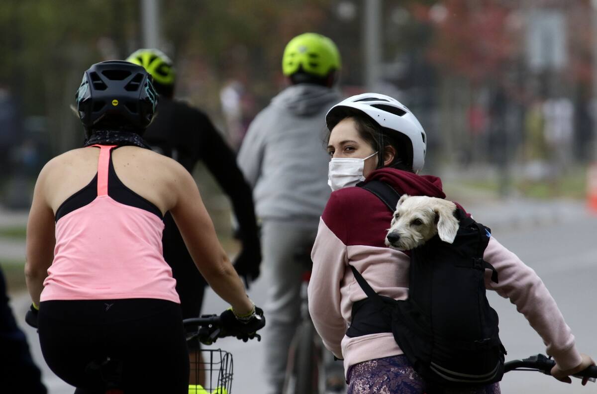 Ley de Convivencia Vial: anuncian nuevo reglamento para ciclistas y traslado de mascotas