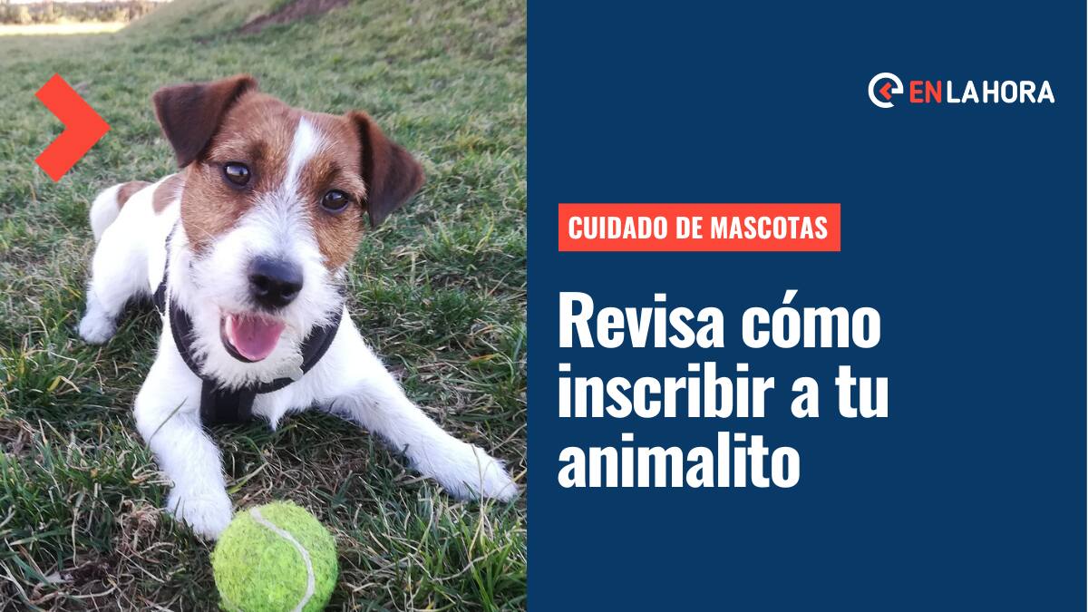 Cuidado de mascotas: ¿Cómo inscribir a mi perro o gato en el Registro Nacional de Mascotas?