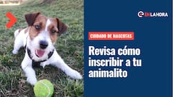Cuidado de mascotas: ¿Cómo inscribir a mi perro o gato en el Registro Nacional de Mascotas?
