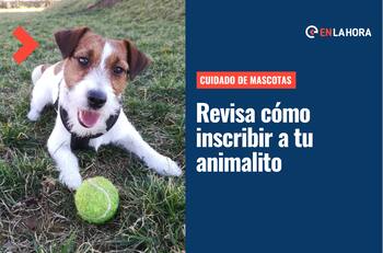 Cuidado de mascotas: ¿Cómo inscribir a mi perro o gato en el Registro Nacional de Mascotas?