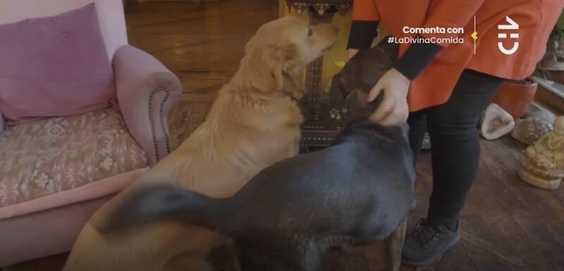 Los dos cariñosos perros se asomaron a saludar.