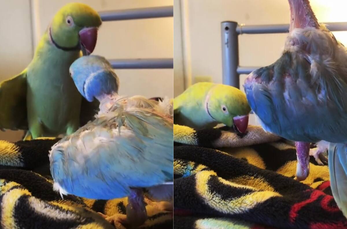 VIDEO | Demasiada ternura: Pajaritos se hacen viral luego de besar diferentes cosas