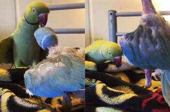 VIDEO | Demasiada ternura: Pajaritos se hacen viral luego de besar diferentes cosas