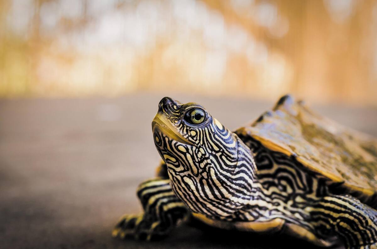 VIDEO | ¡De un mordisco! Tortuga logra romper una lata de cerveza con el poder de su boca