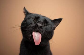 Día Internacional del Gato: Los 5 felinos más famosos de Instagram