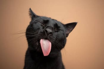 Día Internacional del Gato: Los 5 felinos más famosos de Instagram