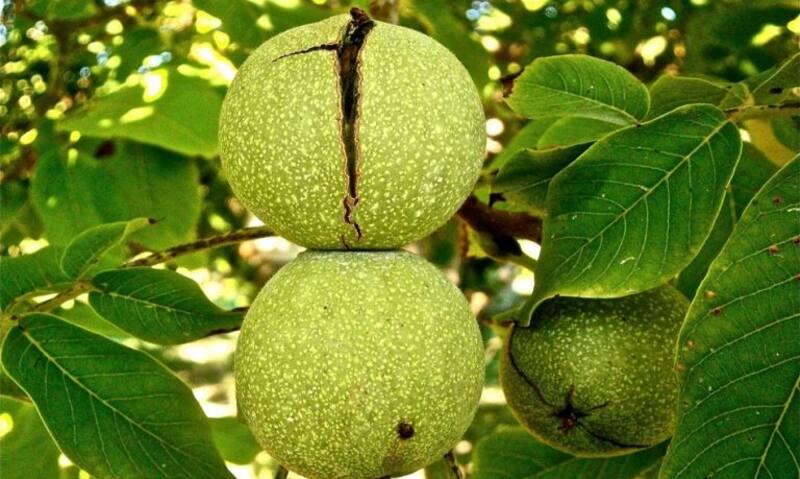 Esta efermedad afecta directamente las nueces, por lo que el proyecto es sumamente importante para cuidarlas y evitar millonarias pérdidas. Créditos: FIA.