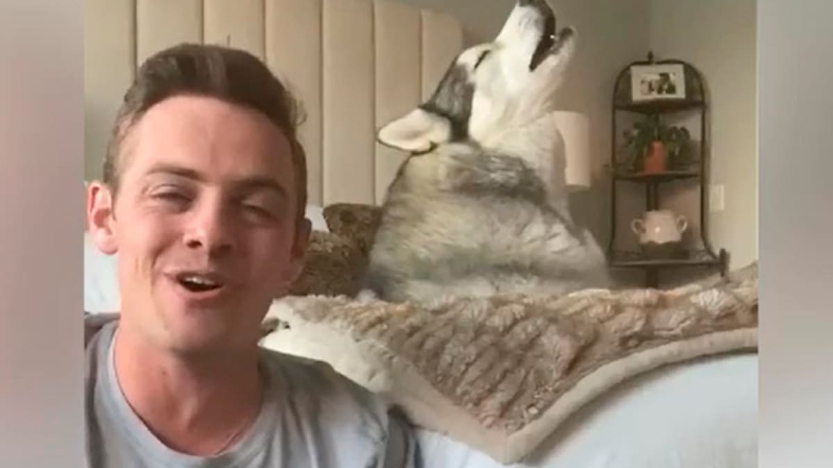 El mejor coro: Perro se vuelve viral al "cantar" con su amo