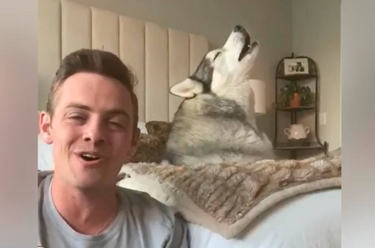 El mejor coro: Perro se vuelve viral al "cantar" con su amo