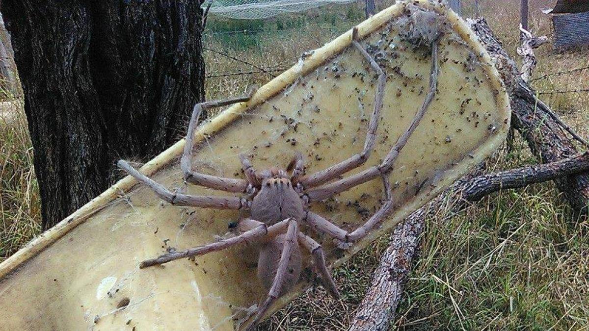 VIDEO | Araña que llega a los 15 centímetros camina sobre una funcionaria de Salud en conferencia