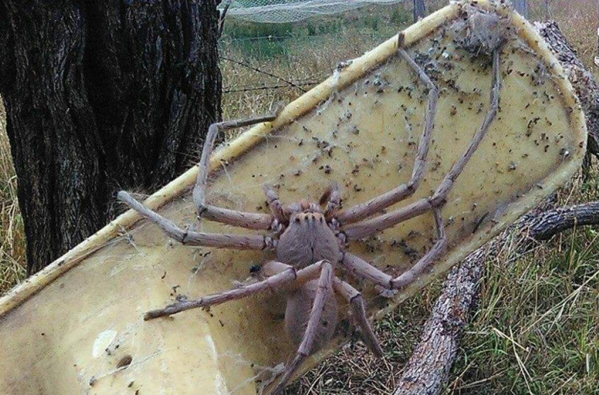 VIDEO | Araña que llega a los 15 centímetros camina sobre una funcionaria de Salud en conferencia