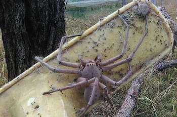 VIDEO | Araña que llega a los 15 centímetros camina sobre una funcionaria de Salud en conferencia