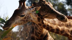 Visita el zoológico Buin Zoo con un 25% de descuento si perteneces a esta caja de compensación