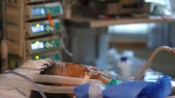 Confirman segundo caso de hantavirus en 2021: Paciente está conectado a ventilación mecánica