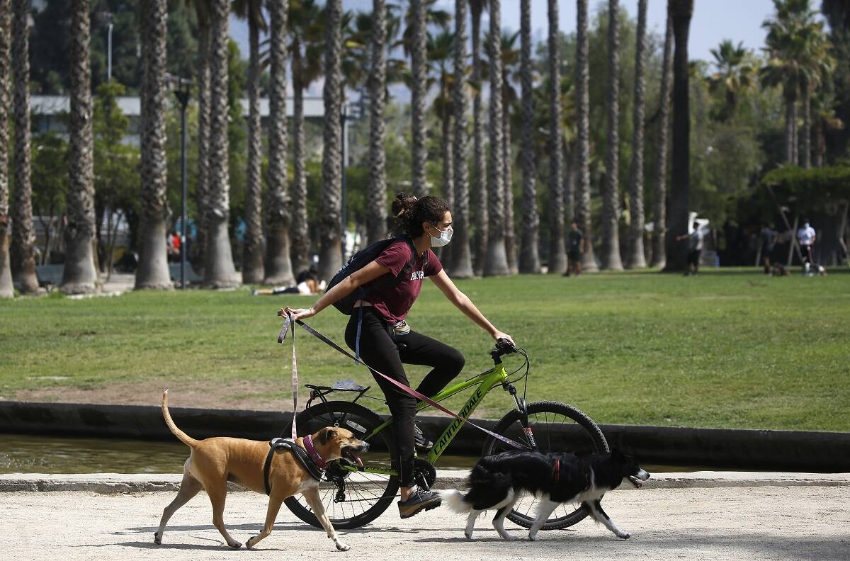 ¿Cuántas mascotas se puede tener en un departamento?: esto es lo que dice la ley en Chile
