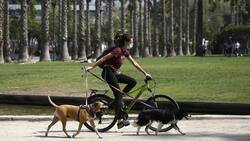 ¿Cuántas mascotas se puede tener en un departamento?: esto es lo que dice la ley en Chile