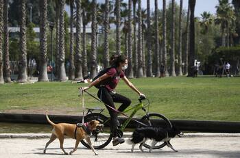 ¿Cuántas mascotas se puede tener en un departamento?: esto es lo que dice la ley en Chile