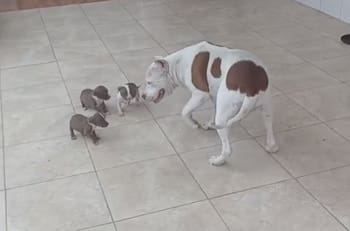 VIDEO | ¡Atrápame!: Mamá pitbull juega con sus cachorros para que la persigan y es tan tierna que se hizo viral