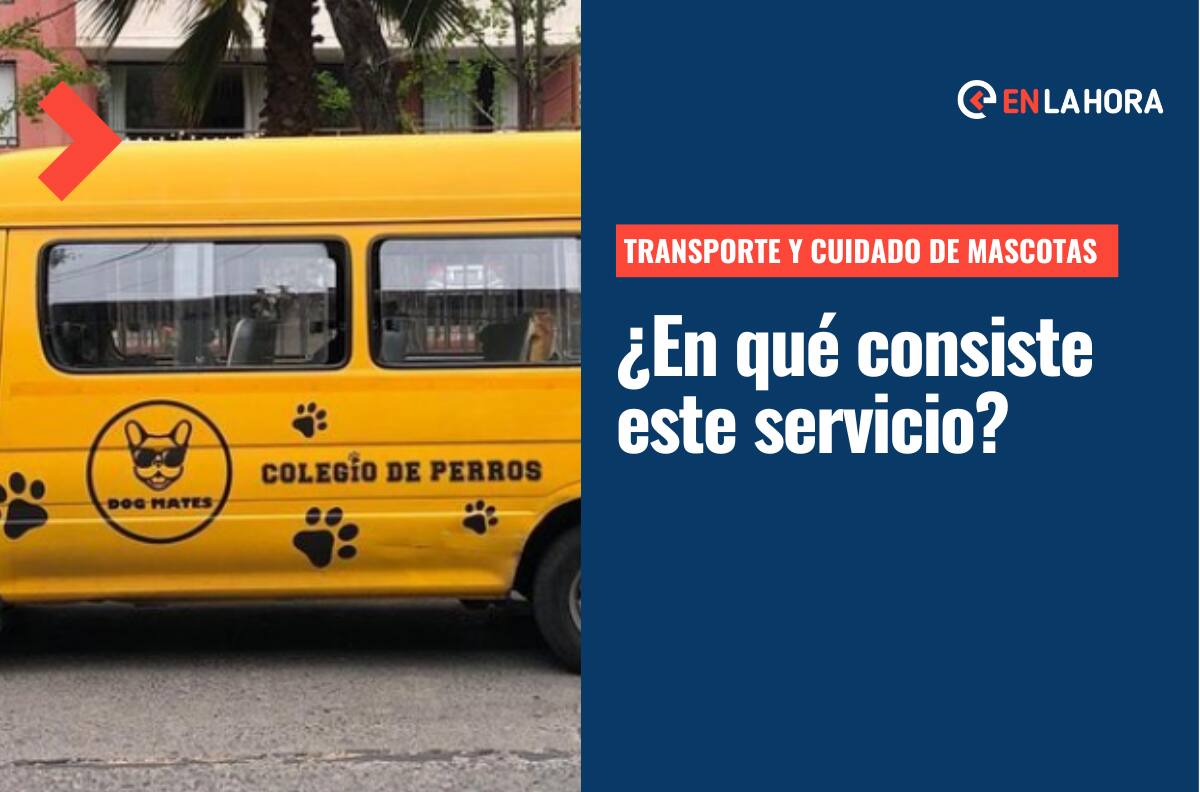 Furgones escolares y un colegio para mascotas: ¿En qué consiste este servicio y cómo obtenerlo?