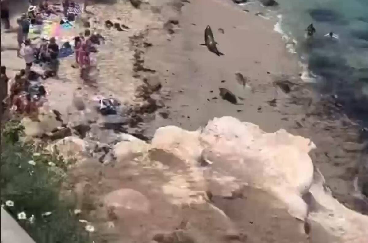 VIDEO | ¿Los reyes de las olas? Leones marinos echaron a bañistas en playa de California
