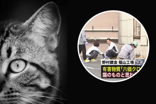 Un gato enciende las alarmas en Japón luego de desaparecer tras caer en un tanque de productos químicos peligrosos.