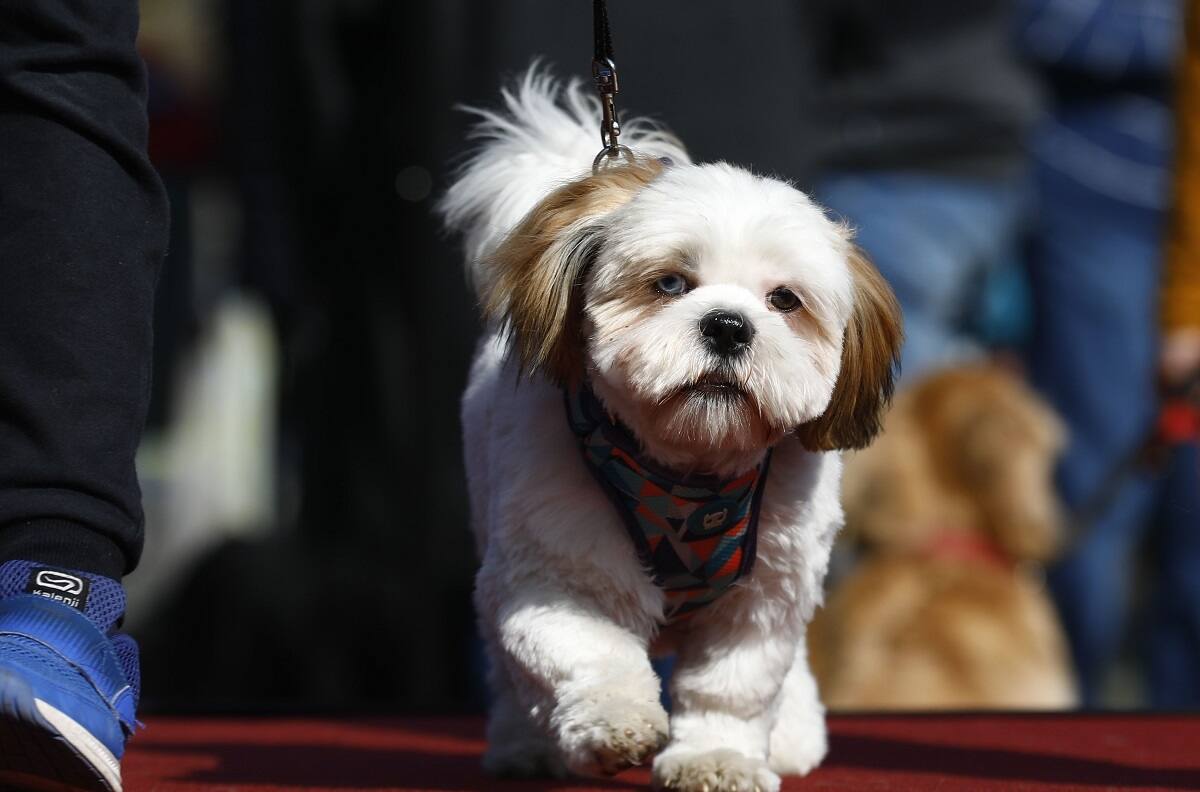 Así es el proyecto para dar permiso laboral en caso de muerte de mascotas