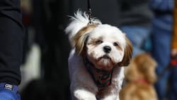 Así es el proyecto para dar permiso laboral en caso de muerte de mascotas