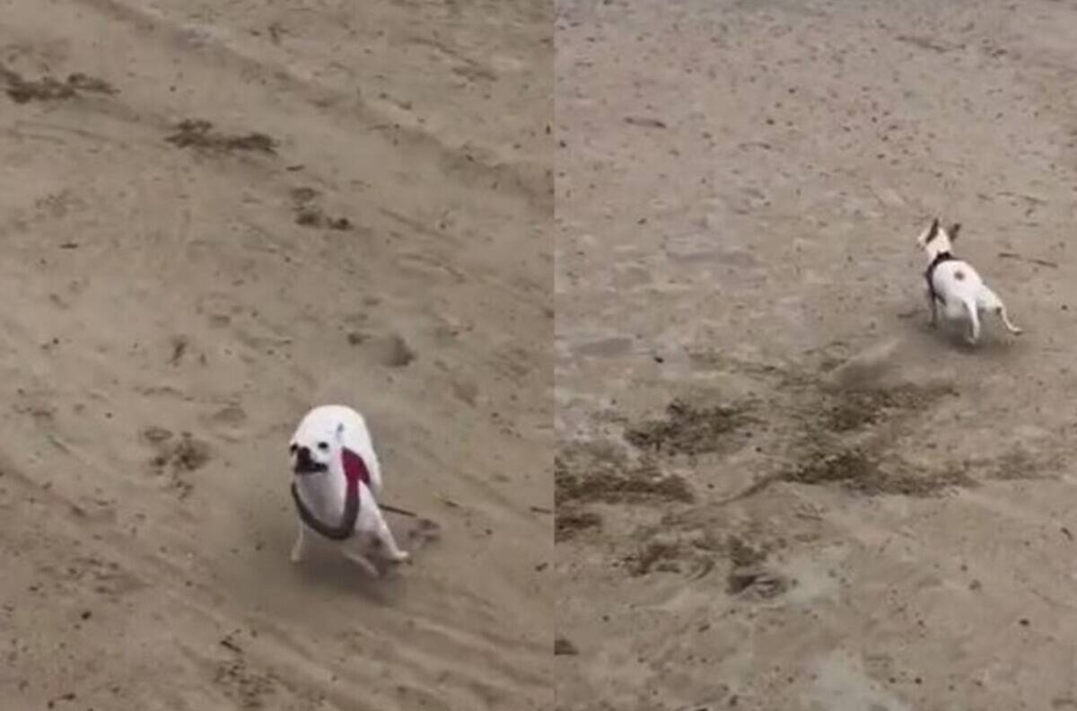 VIDEO | ¡Libertad!: Perrita se hace viral por su divertida reacción al ser soltada en una playa