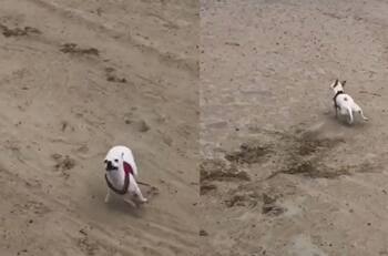 VIDEO | ¡Libertad!: Perrita se hace viral por su divertida reacción al ser soltada en una playa