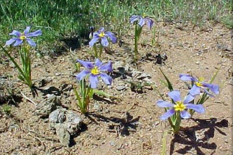 el exoplaneta GJ 367 B fue nombrado en honor a esta flor.