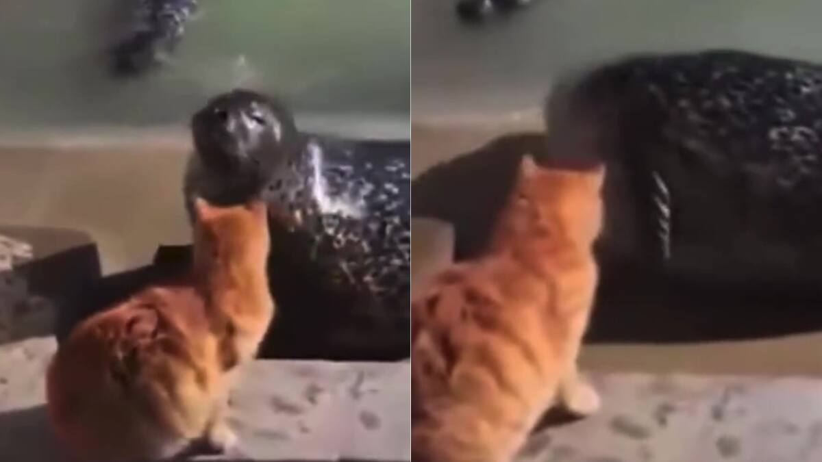VIDEO | ¿Por qué no te callas? Gato boxea a una foca por hablar demasiado