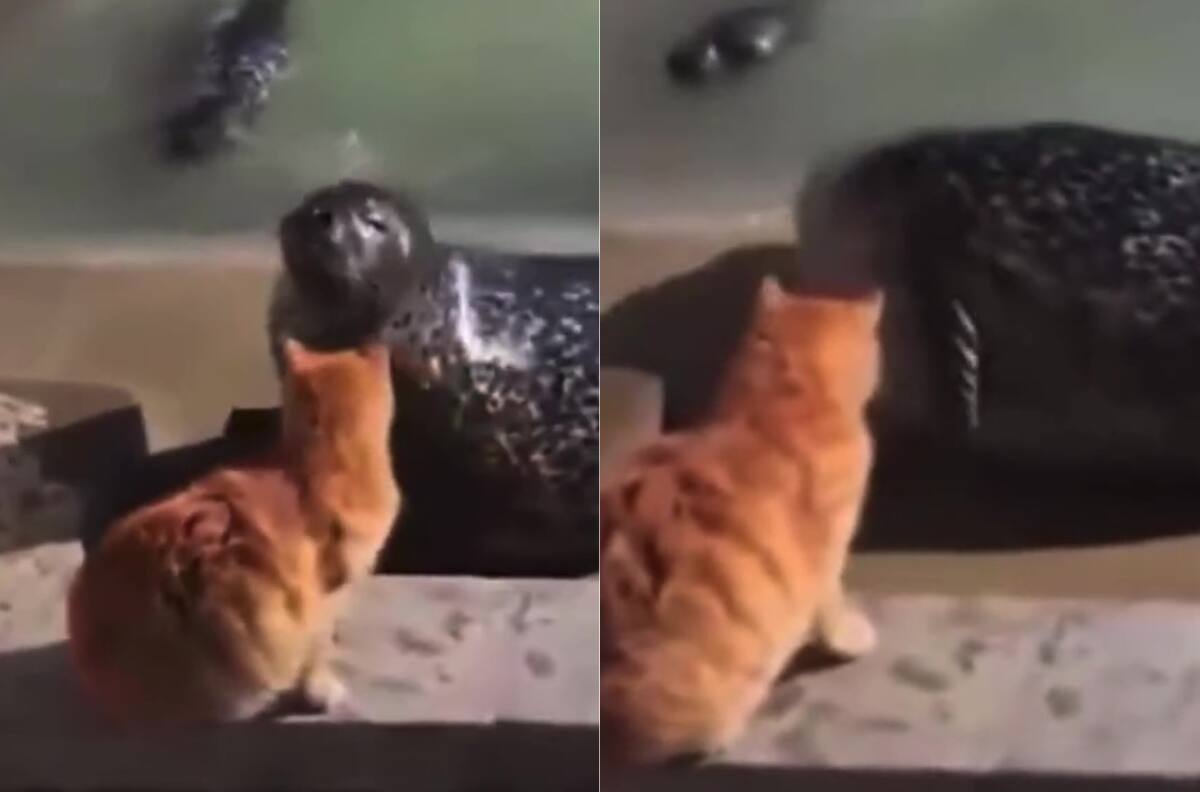 VIDEO | ¿Por qué no te callas? Gato boxea a una foca por hablar demasiado
