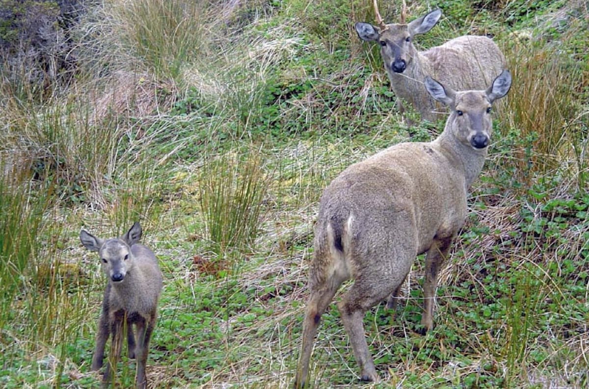 Fallece Huemul en Parque Nacional: conductor que atropelló a ejemplar se autodenunció
