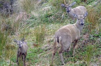 Fallece Huemul en Parque Nacional: conductor que atropelló a ejemplar se autodenunció