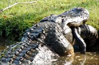 VIDEO | El impactante momento en que un lagarto gigante se devora a otro de casi dos metros