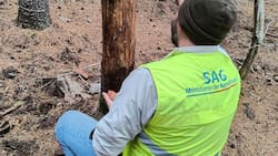 Servicio Agricola y Ganadero busca trabajadores: sueldos empiezan en $820.000