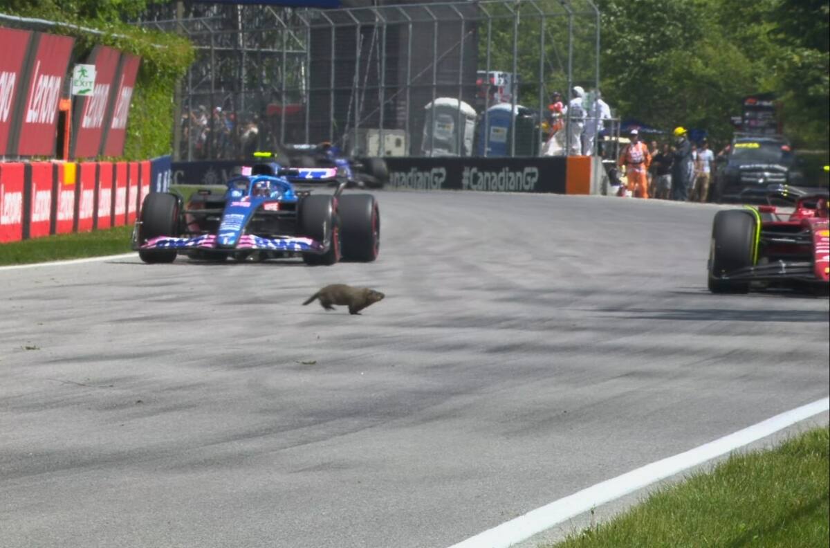 VIDEO | Fórmula 1: Marmota se salvó de ser aplastada por Carlos Sainz y Fernando Alonso en el Gran Premio de Canadá
