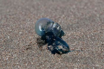 Estas son las 6 playas del litoral central que están con prohibición de baño por fragata portuguesa