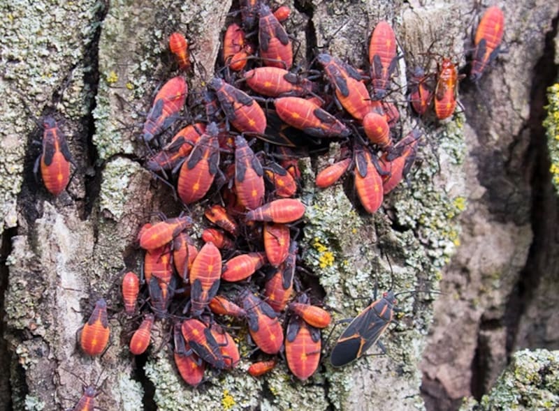 Así puedes diferenciarlo. Créditos: Raid.