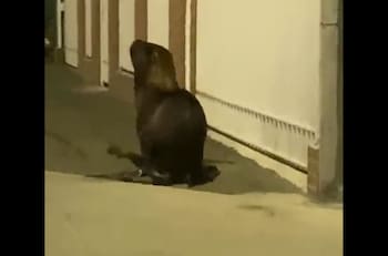 VIDEO | Lobo marino apareció dentro de construcción en Talcahuano