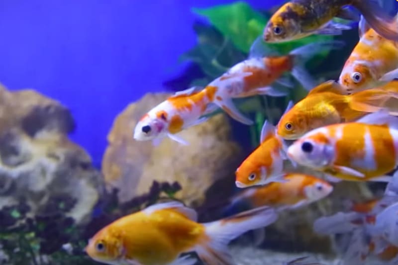 El recinto cuenta con una exhibición de peces de diferentes especies, hasta tiburones.