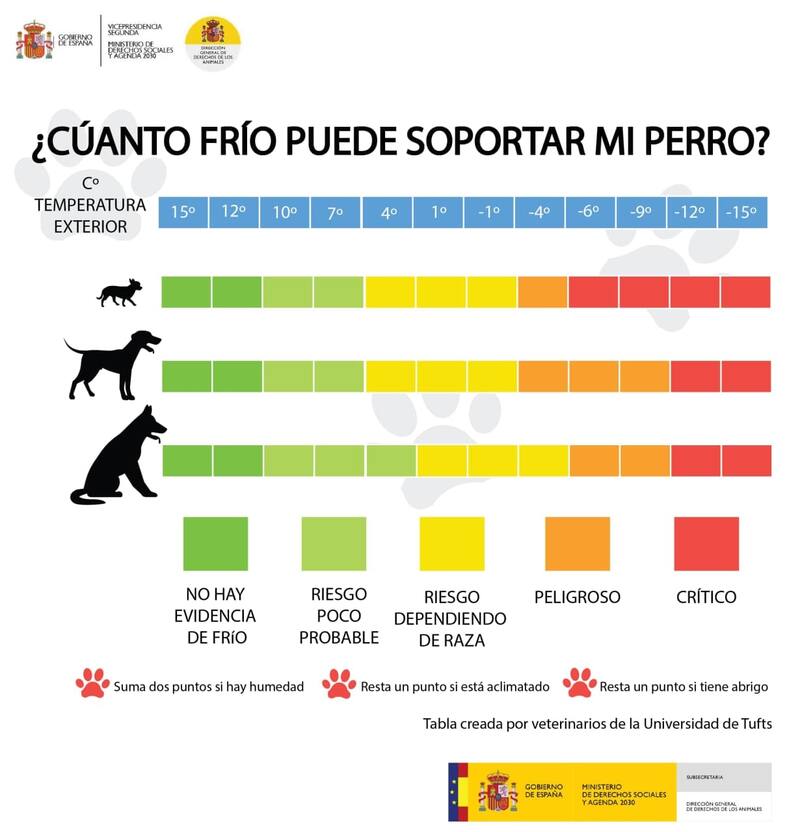 Los perros pequeños son los que más se exponen al peligro de las bajas temperaturas.