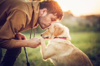 ¿Qué significa tener personalidad de golden retriever? Te lo contamos