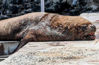 Más de 8 mil lobos marinos han muerto por Gripe Aviar en Antofagasta