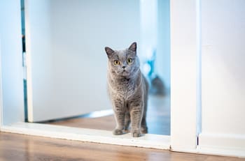 ¿Tu gato te sigue a todas partes? Conoce la VERDADERA razón de este comportamiento