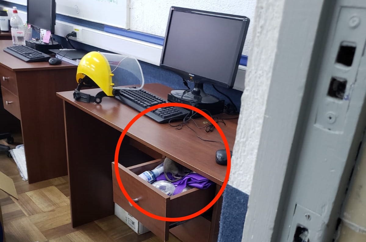 Plaga de ratones en Seremi de Salud: 15 trabajadores terminaron intoxicados por fumigación