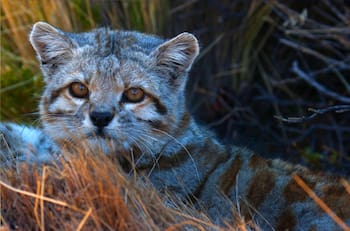 VIDEO | En el mes de los felinos: ¡Conoce al gato andino! Especie única en el mundo que vive en Chile